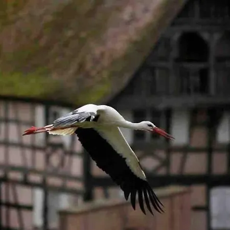 Apartment Coeur Alsace Colmar