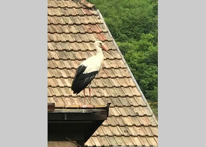 Coeur Alsace * 콜마