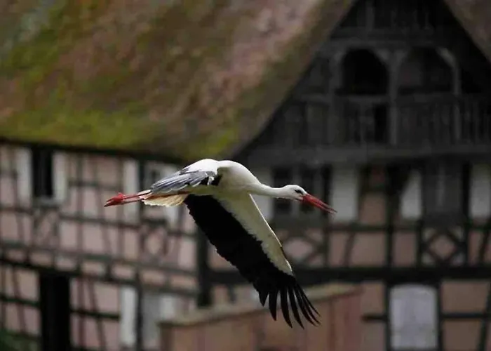 아파트 Coeur Alsace 콜마